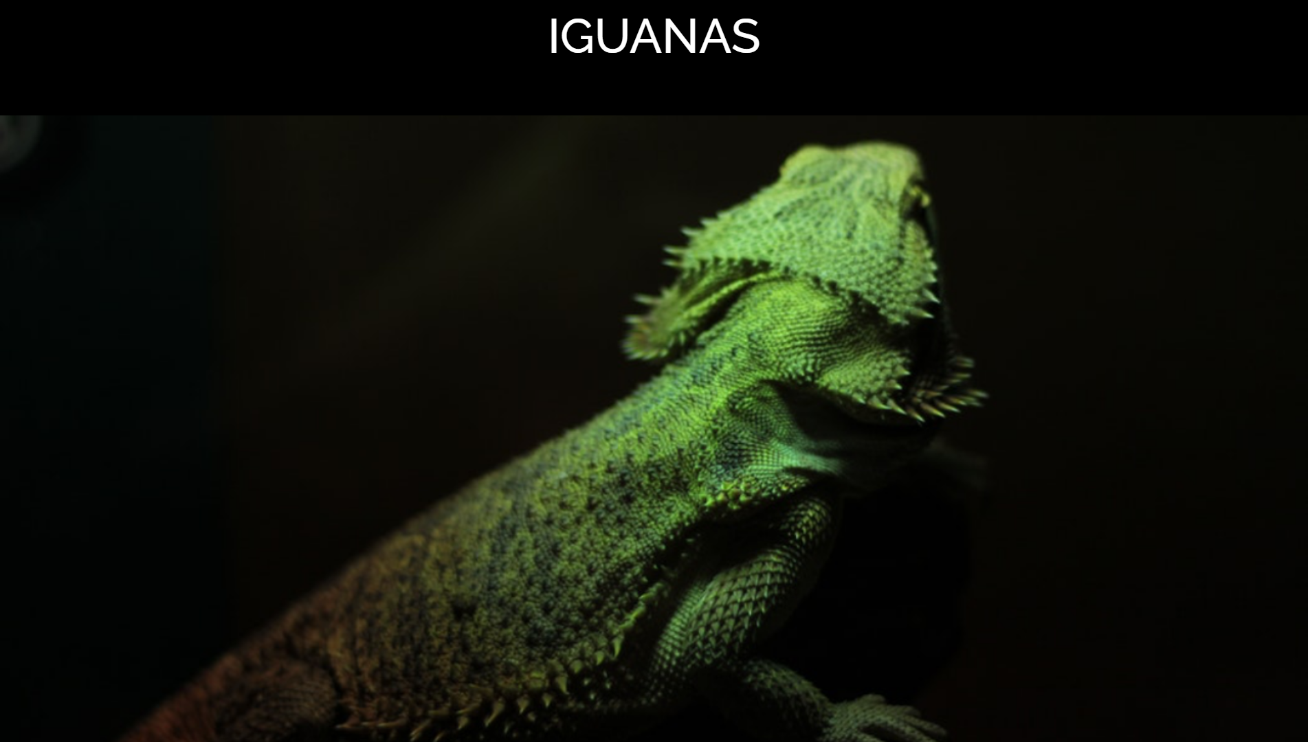 Imagen de Proyecto Iguana Page