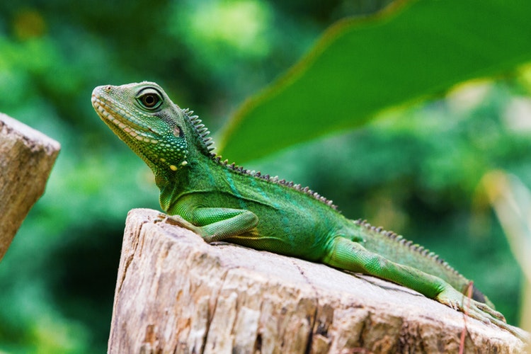 Fotografía de una Iguana sobre una rama