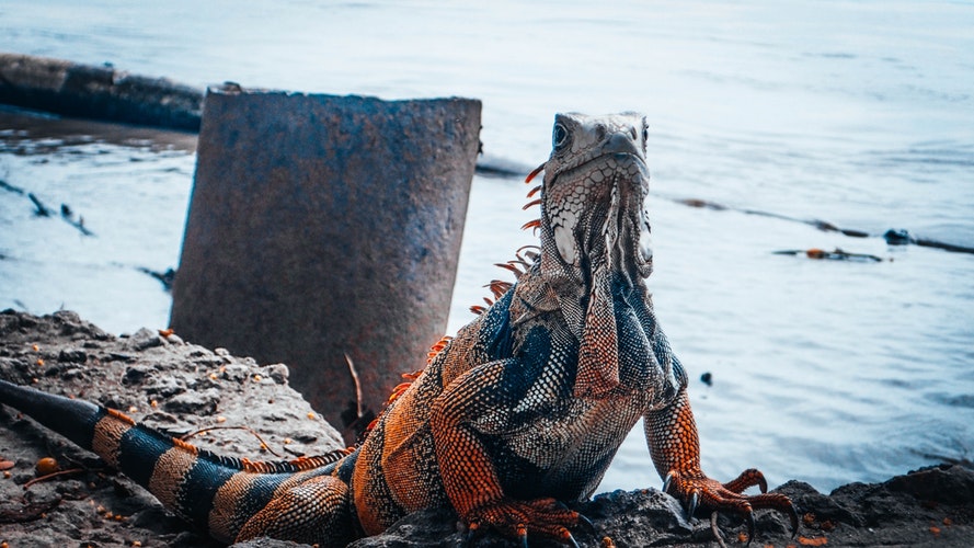 Fotografía de Iguana en la orilla del mar