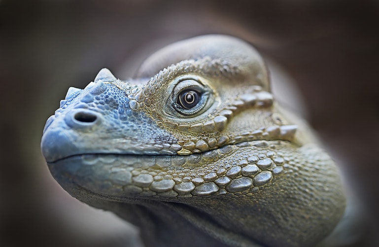 Fotografía de Iguanas de cerca