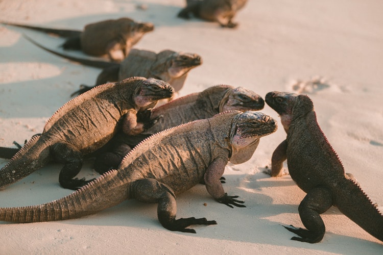 Fotografía de un grupo de Iguanas sobre la arena